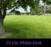 CỎ CÂY NHIỆM LÀNH