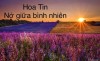 HOA TIN CHỰC NỞ GIỮA HỒN AI