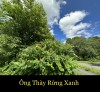ÔNG THẦY RỪNG XANH