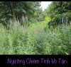 NGƯỠNG CHIÊM TÌNH VÔ TẬN