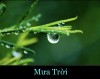 MƯA TRỜI