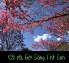 CỘI YÊU BỞI ĐẤNG TÌNH SON