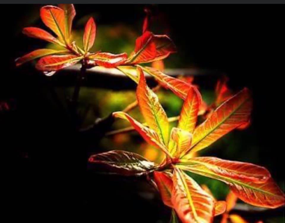 TRÁCH VỤ HỒN THƠ