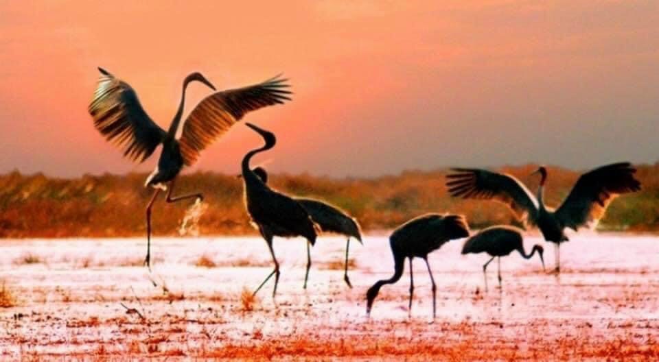 MUÔN SẮC NẮNG CHẢY TAN TRÊN CÁNH HẠC