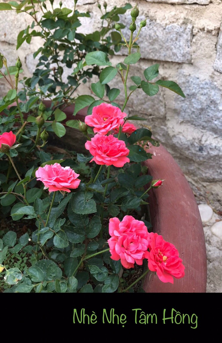 NHÈ NHẸ TÂM HỒNG